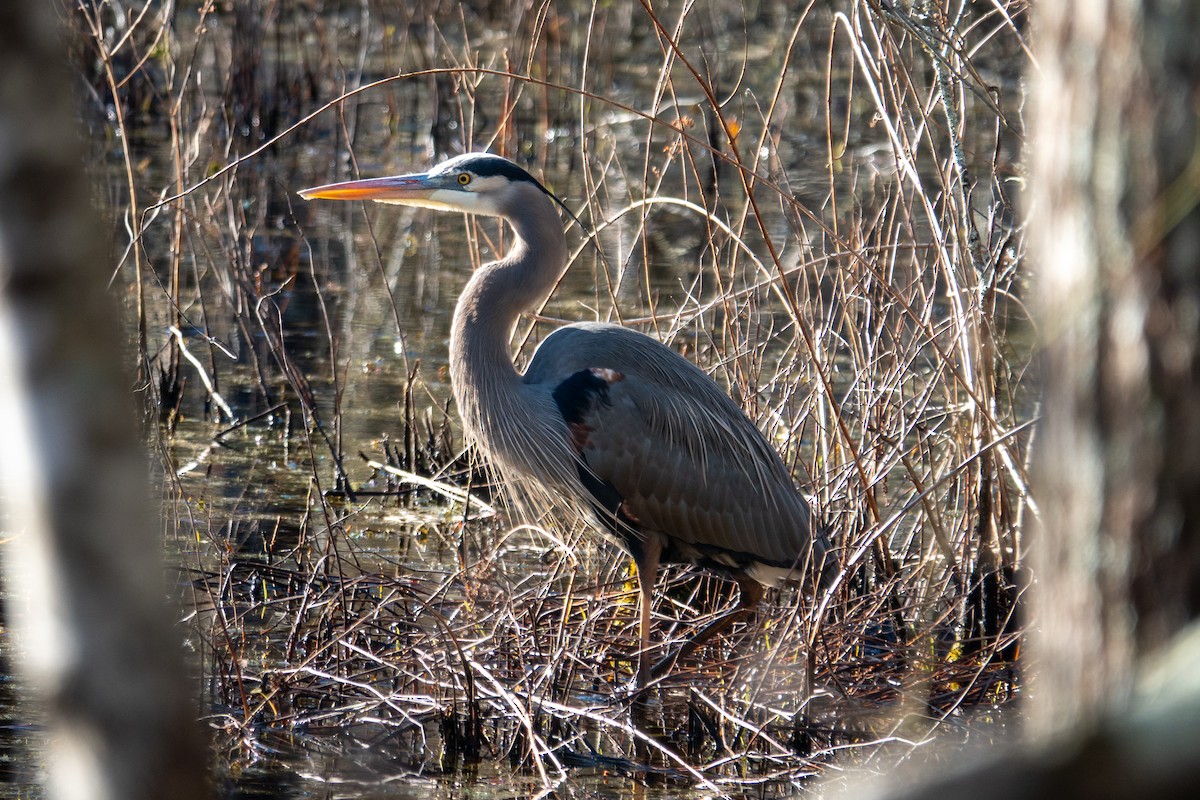 Great Blue Heron - ML646748285