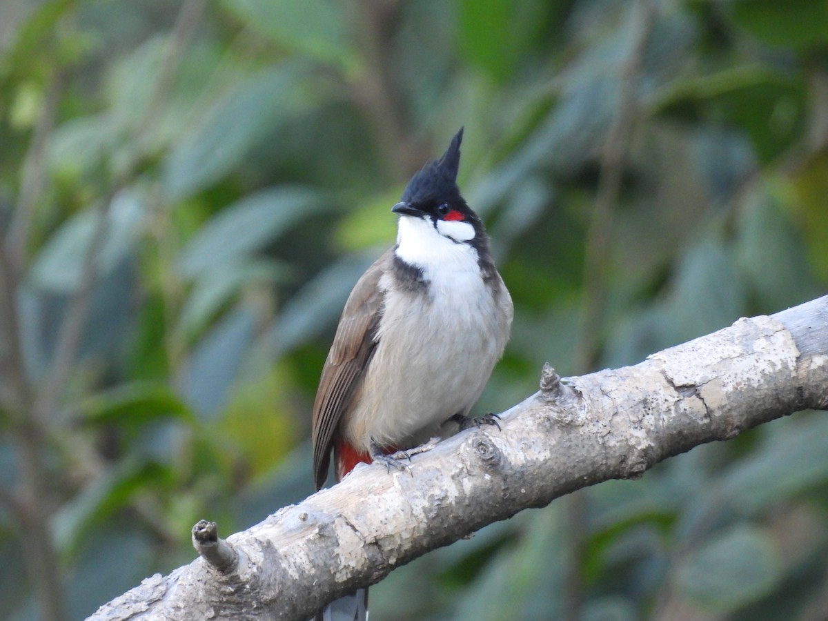 Al Kulaklı Arapbülbülü - ML646748287