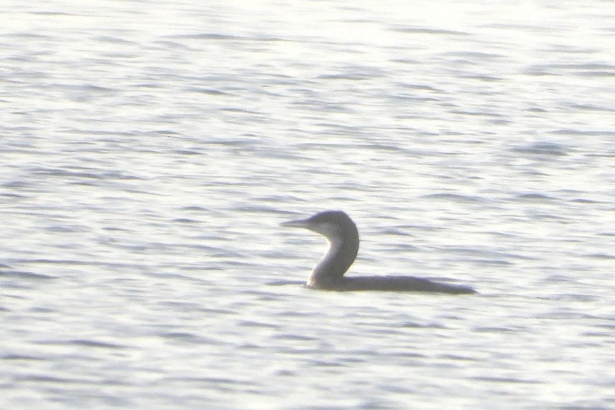 Arctic Loon - ML646748289