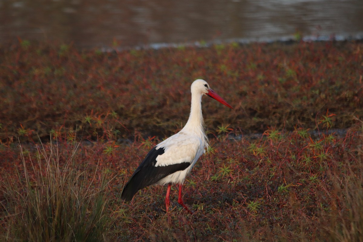 čáp bílý - ML646748294