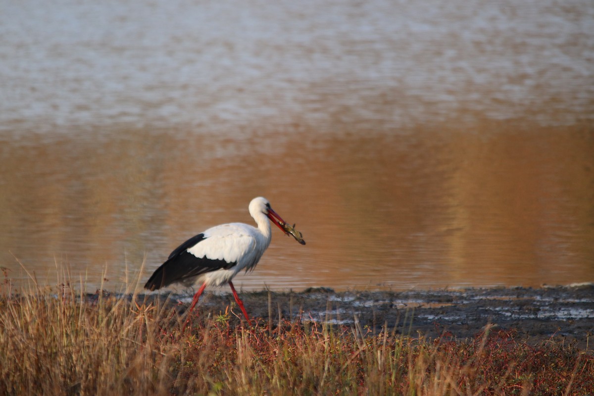 čáp bílý - ML646748295