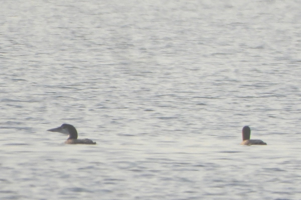 Common Loon - ML646748299