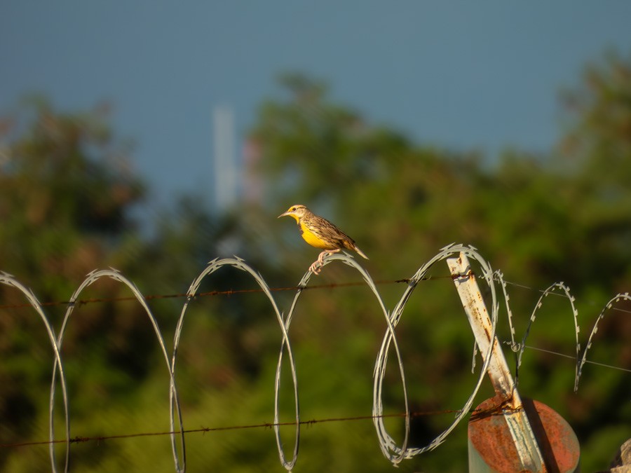 Eastern Meadowlark - ML646748304