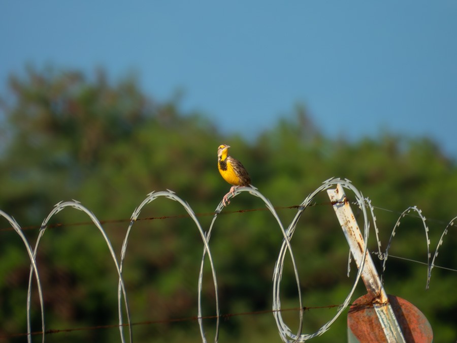Eastern Meadowlark - ML646748305