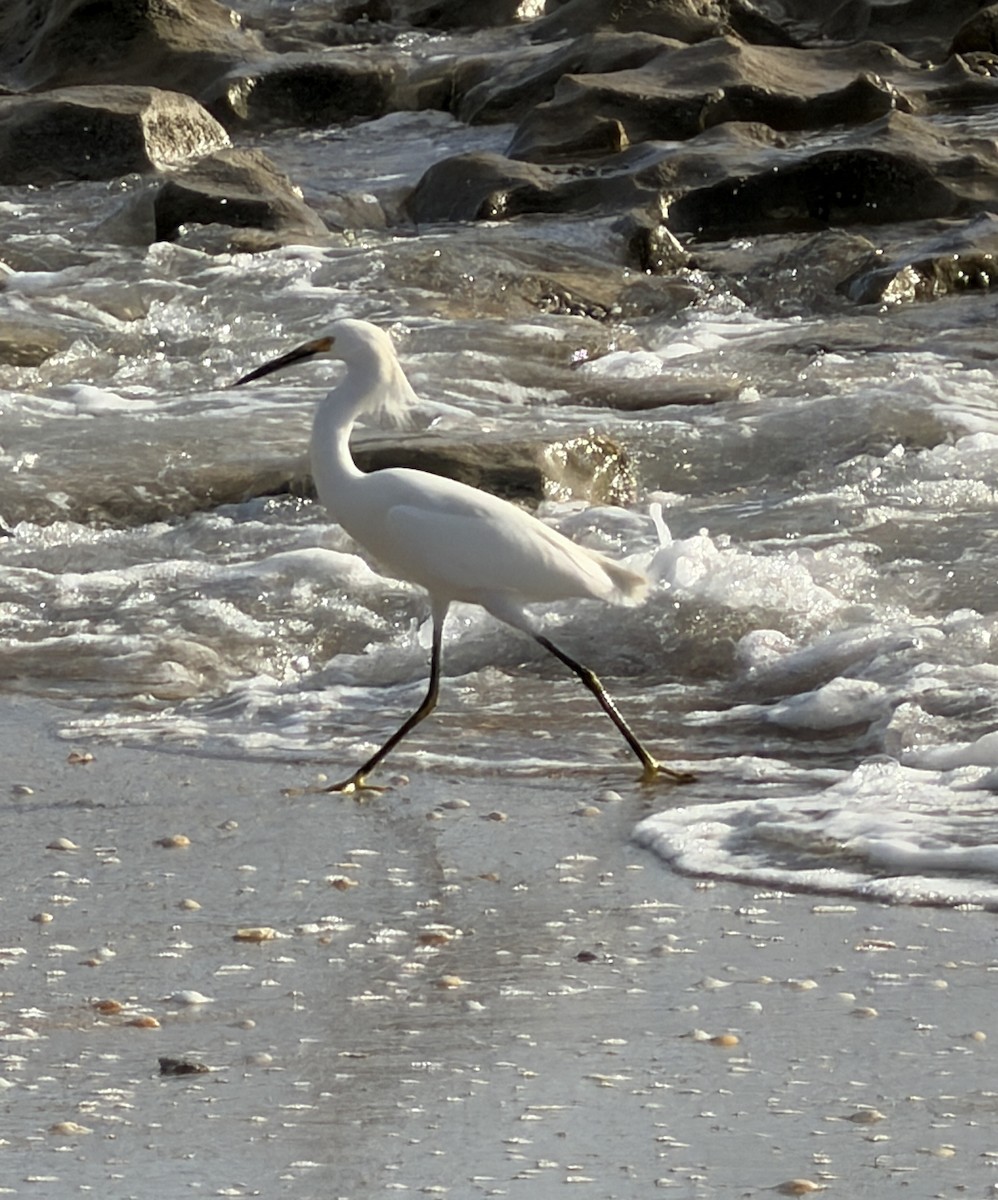 Schmuckreiher - ML646748306