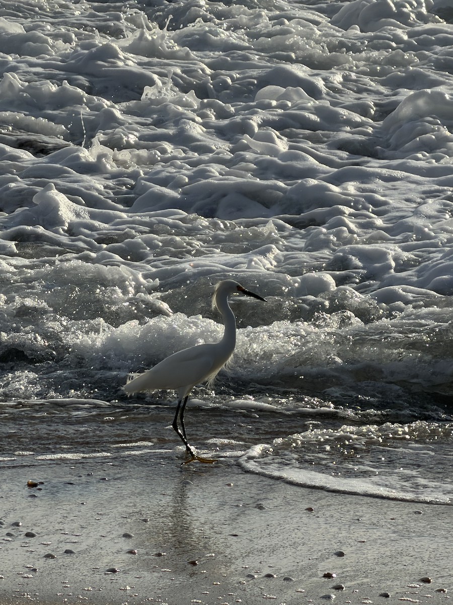 Schmuckreiher - ML646748307