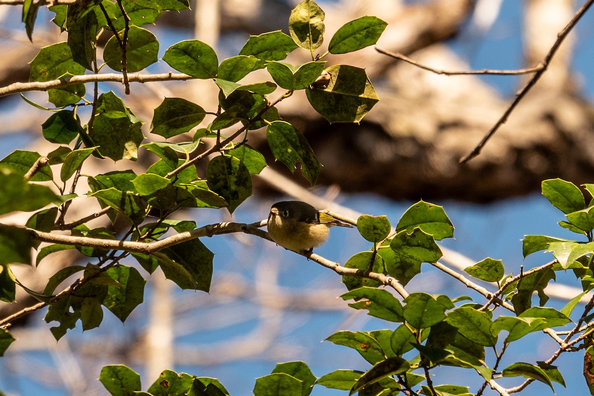 Ruby-crowned Kinglet - ML646748309