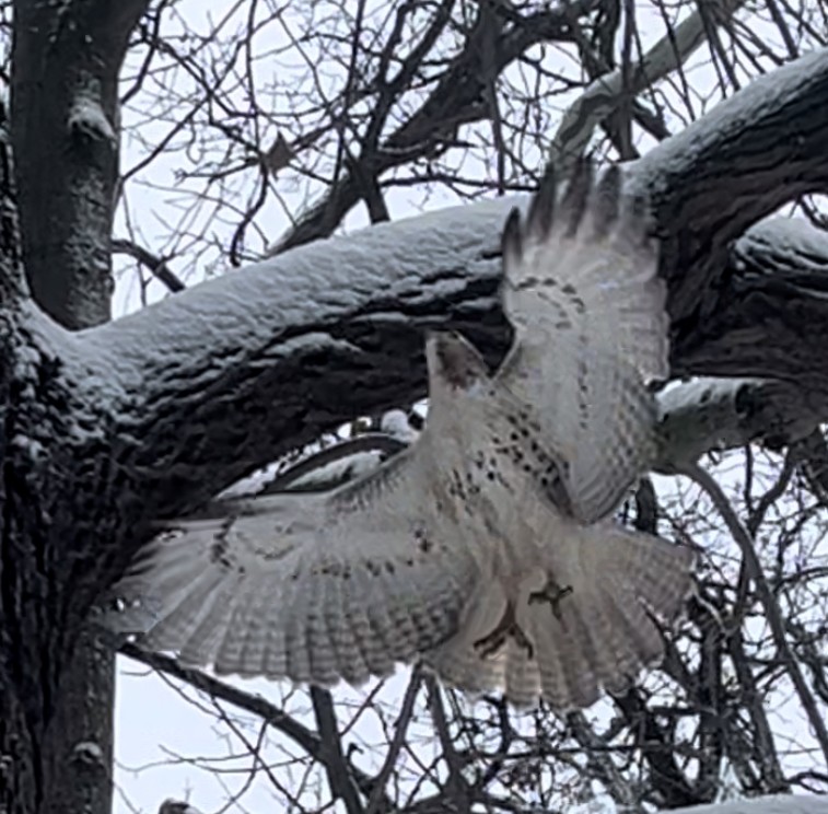 Red-tailed Hawk - ML646748310