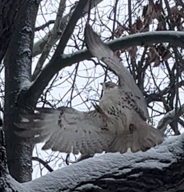 Red-tailed Hawk - ML646748311