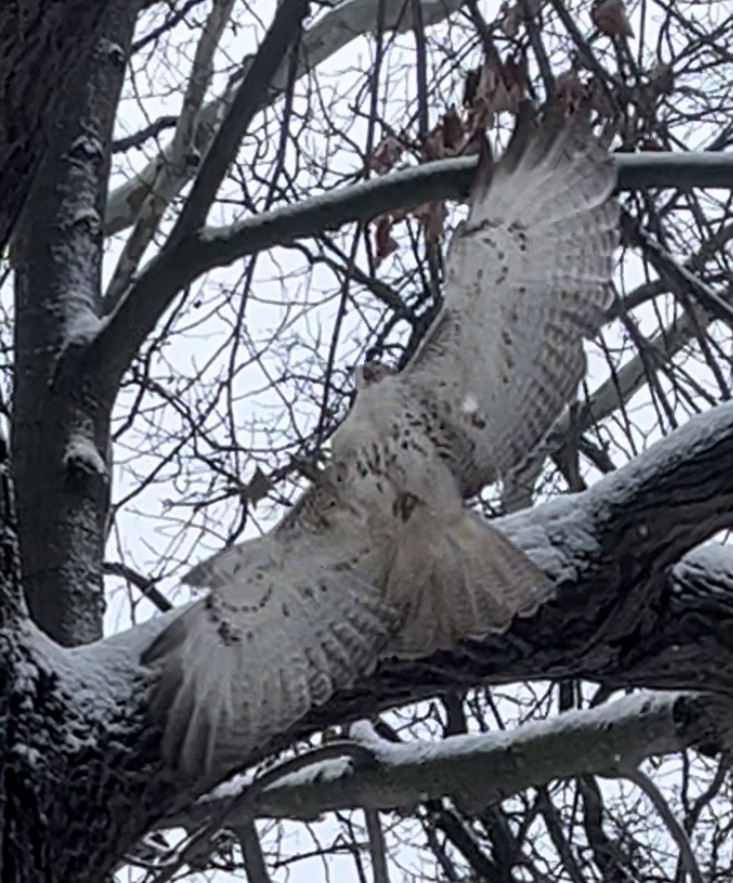 Red-tailed Hawk - ML646748312