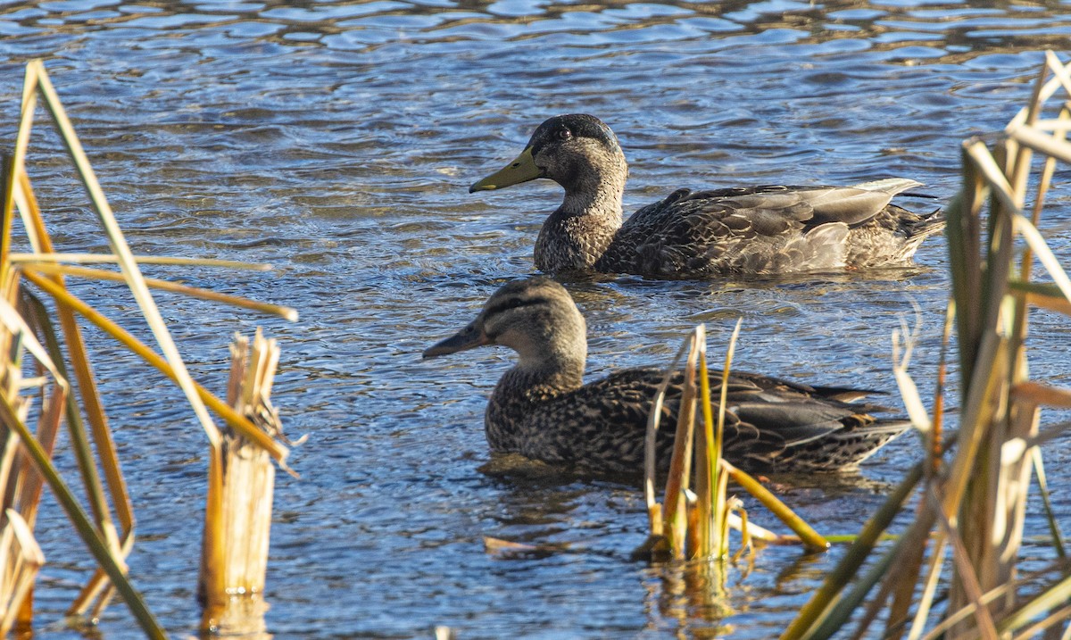 Mallard x American Black Duck (hybrid) - ML646748313