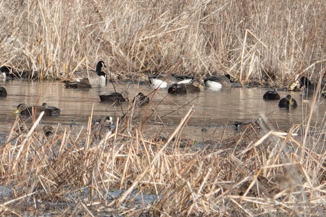 American Wigeon - ML646748317
