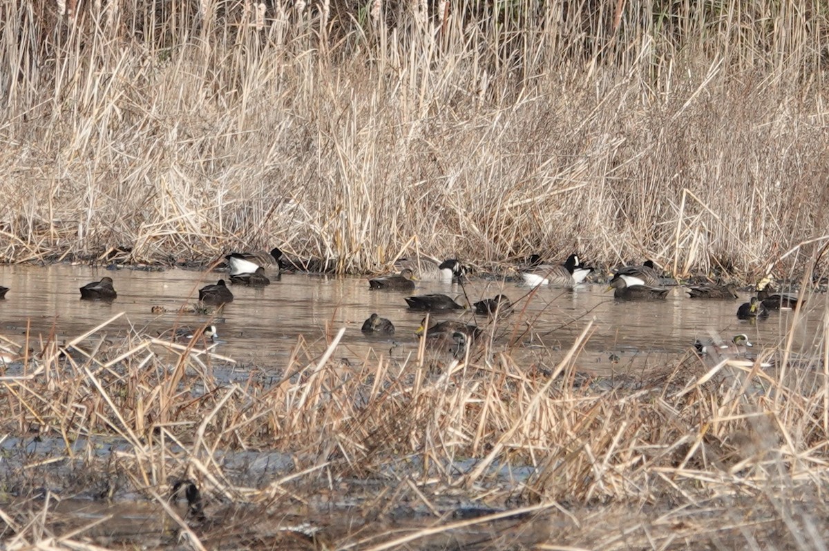American Wigeon - ML646748318