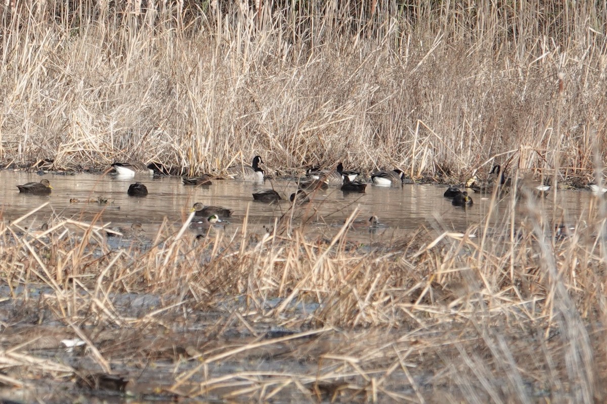 American Wigeon - ML646748319