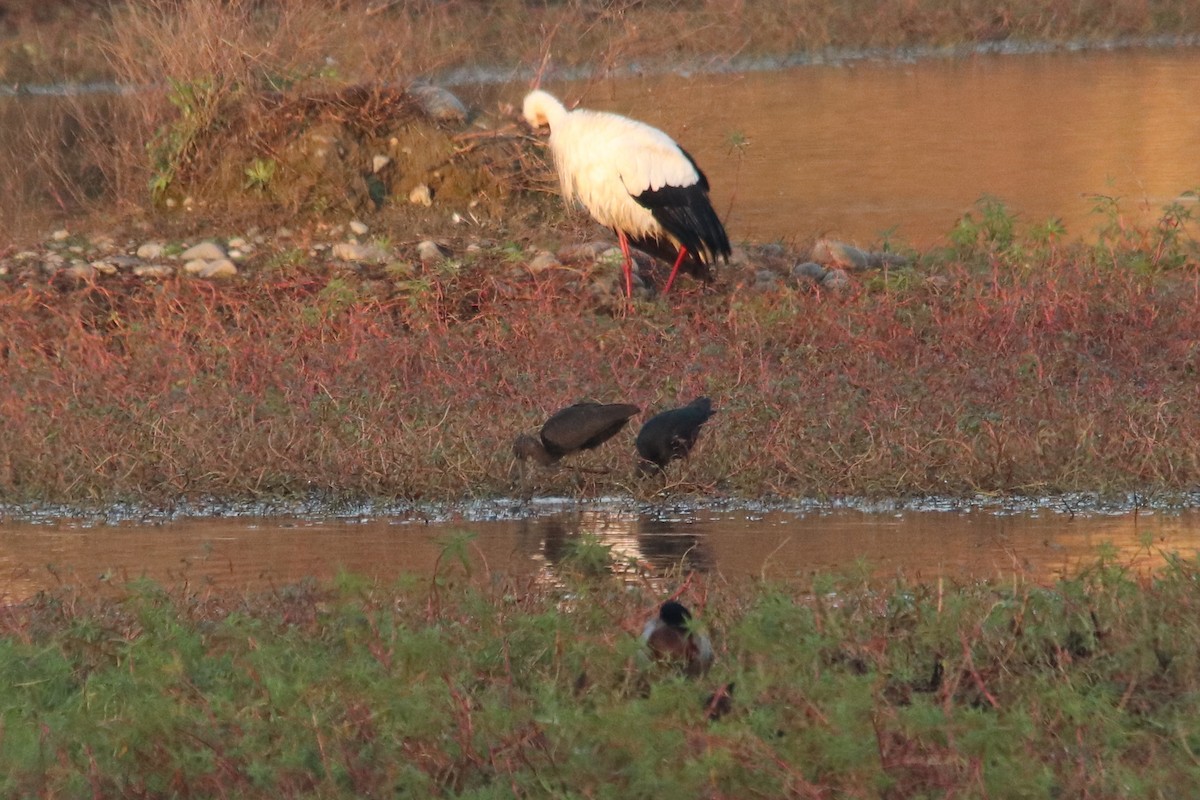 ibis hnědý - ML646748320