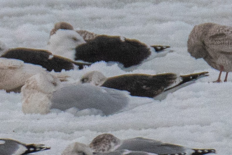 sildemåke - ML646748322