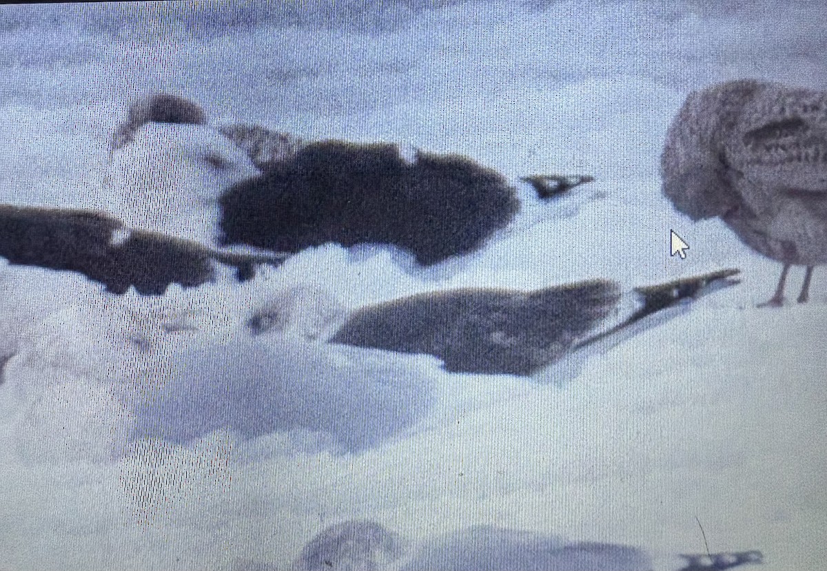 sildemåke - ML646748323