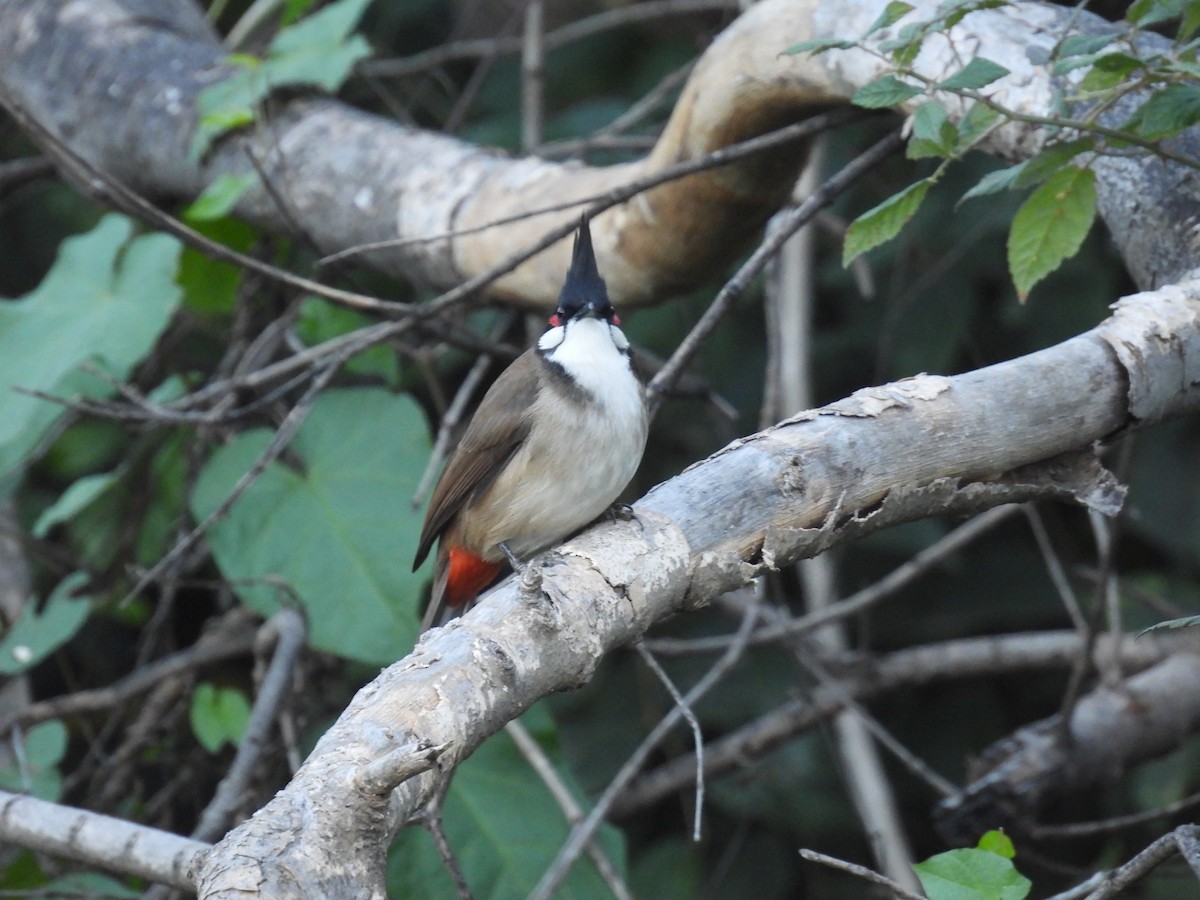 Al Kulaklı Arapbülbülü - ML646748326