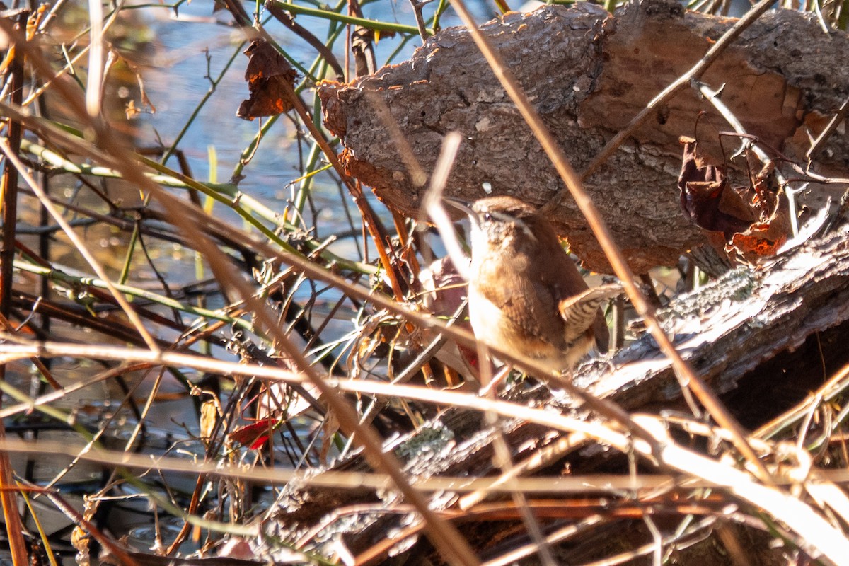 Carolina Wren - ML646748327