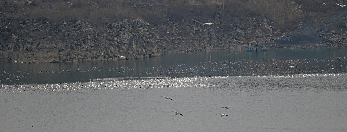 Kanadagans - ML646748335