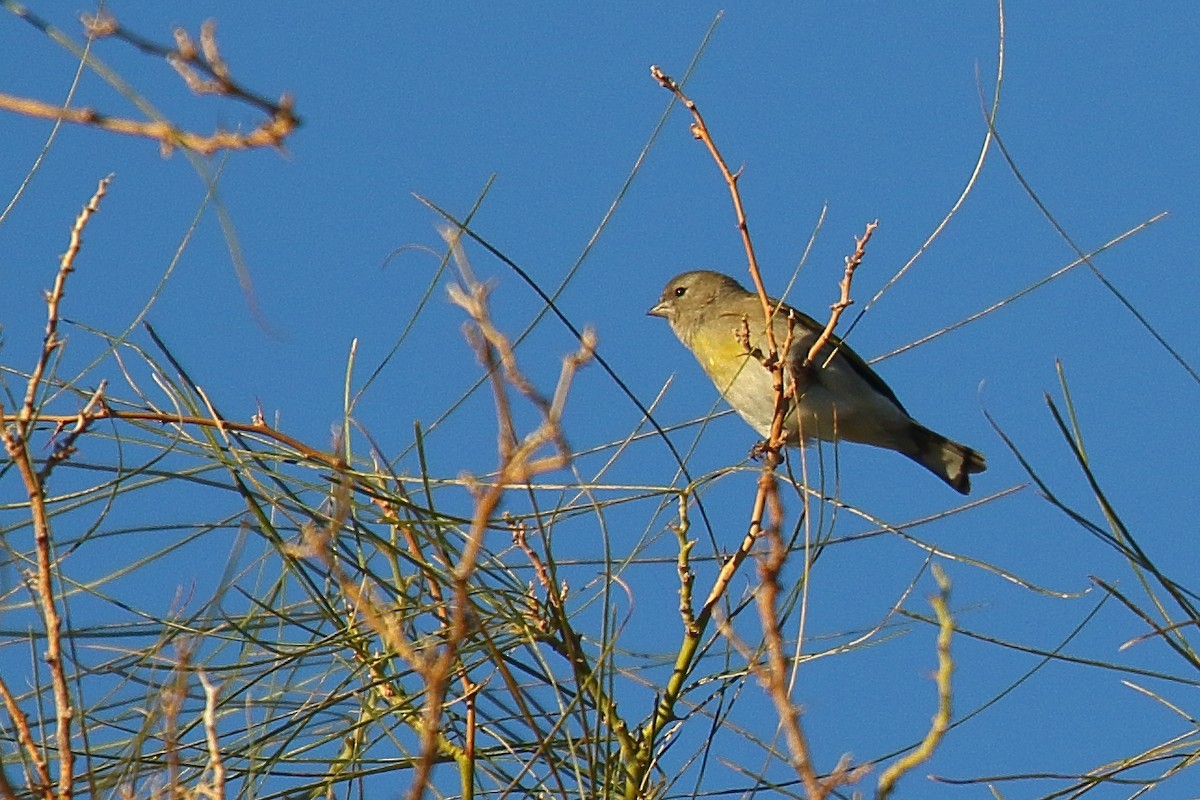 Lawrence's Goldfinch - ML646748336