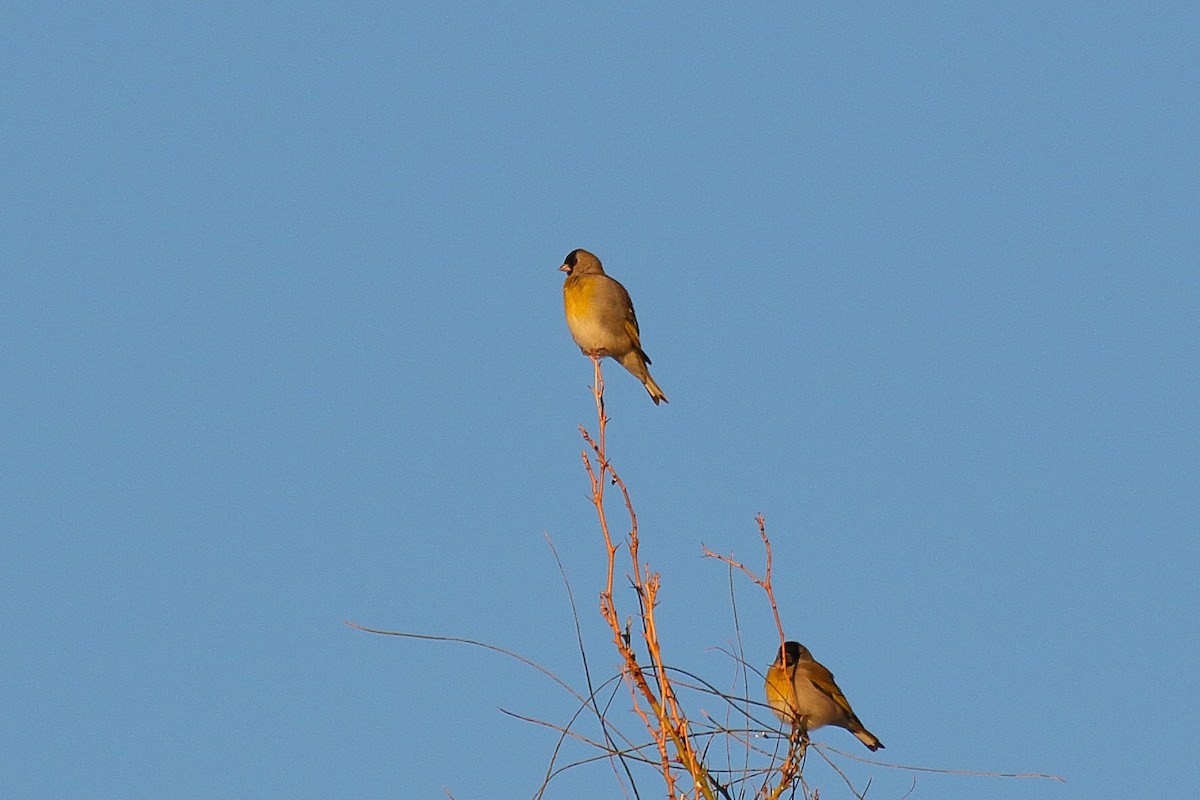 Lawrence's Goldfinch - ML646748337