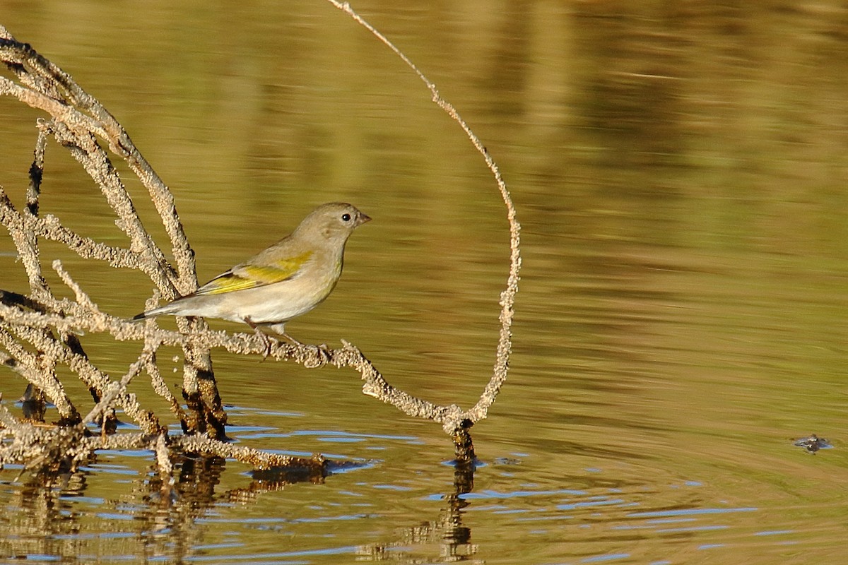 Lawrence's Goldfinch - ML646748338