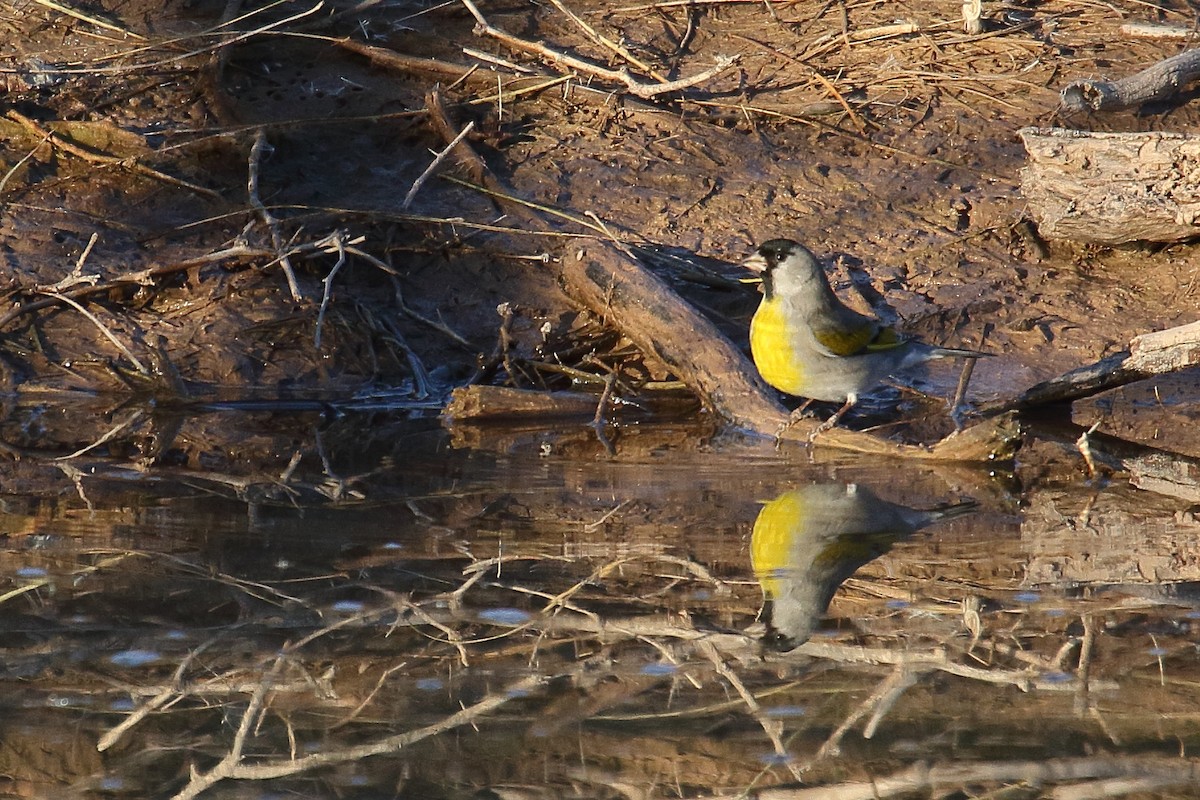 Lawrence's Goldfinch - ML646748339