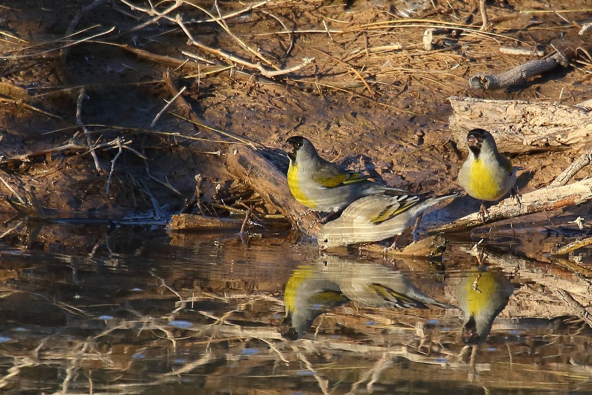 Lawrence's Goldfinch - ML646748340