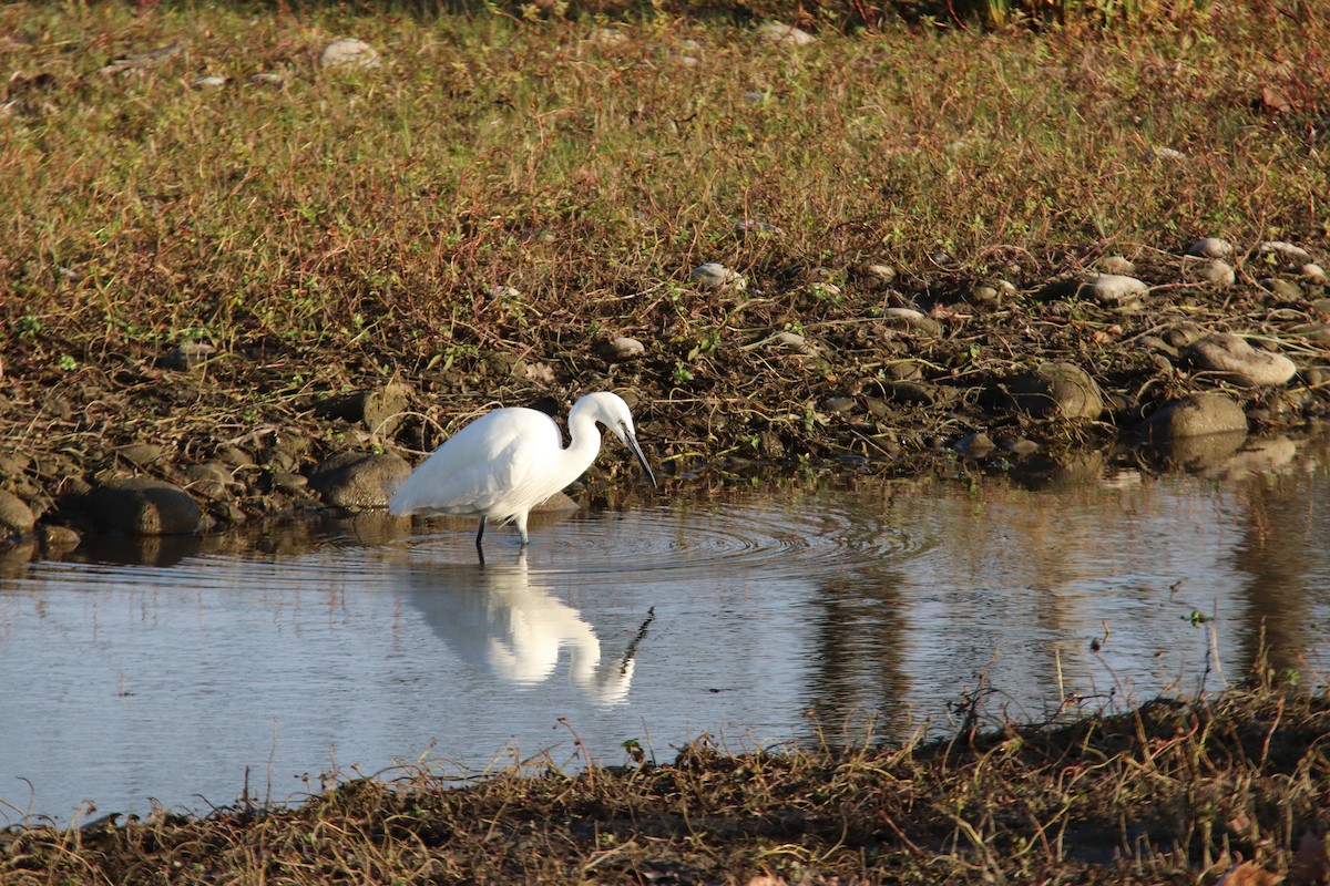 volavka stříbřitá - ML646748342