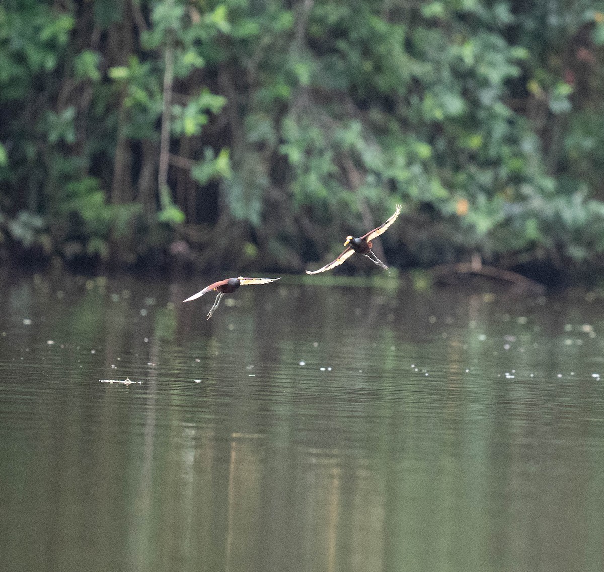 Northern Jacana - ML646748344