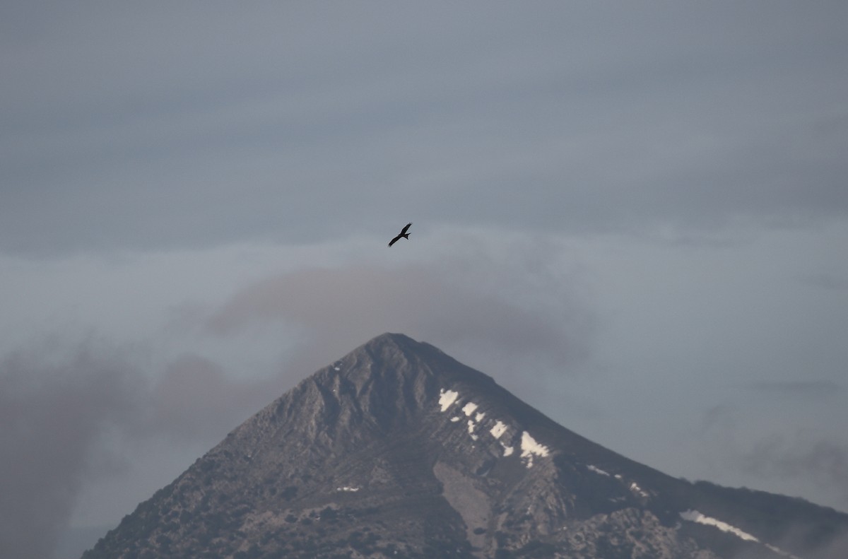 Red Kite - ML646748346