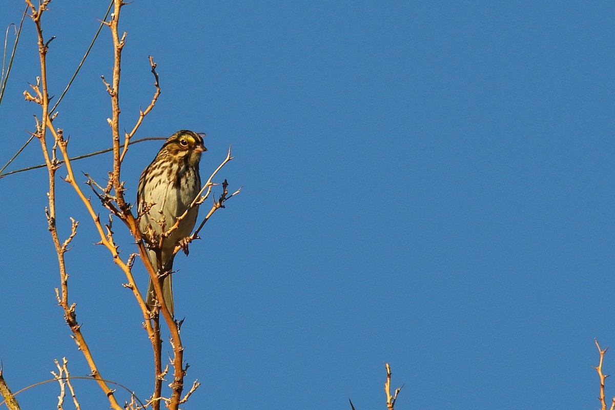Savannah Sparrow - ML646748349