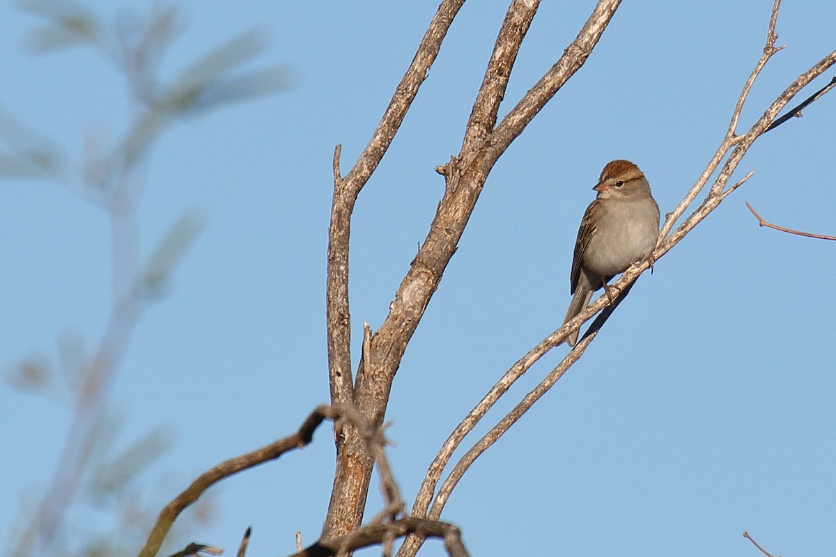 Chipping Sparrow - ML646748353