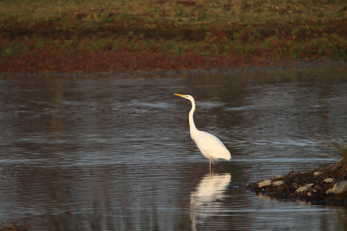 volavka bílá - ML646748354