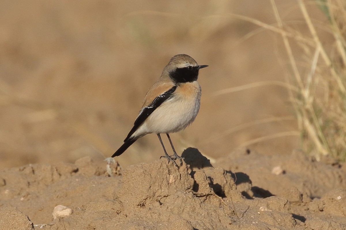 סלעית מדבר - ML646748356