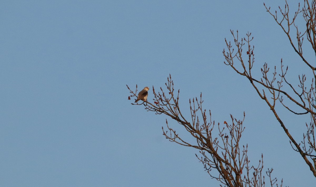 luněc šedý - ML646748357