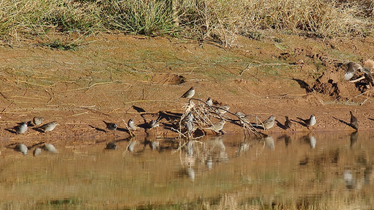 White-crowned Sparrow - ML646748358