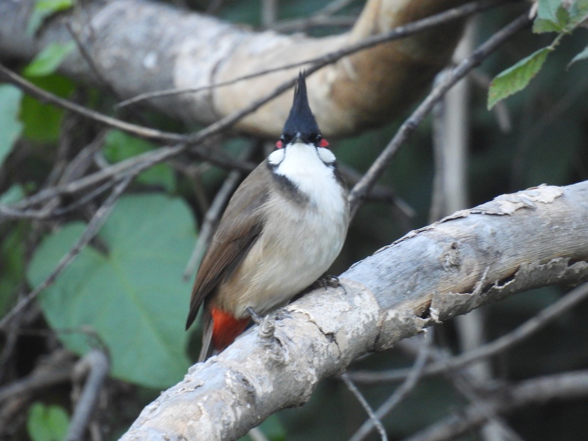 Al Kulaklı Arapbülbülü - ML646748359