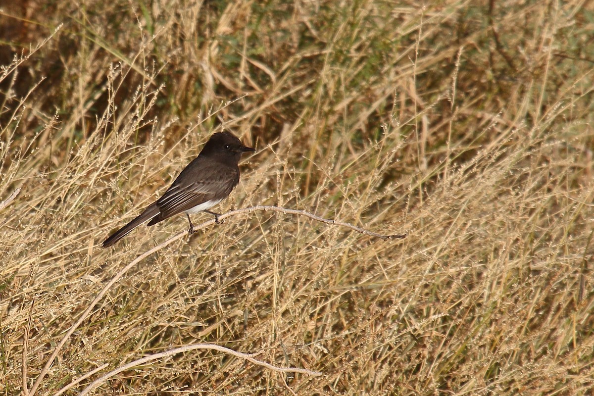 Black Phoebe - ML646748368