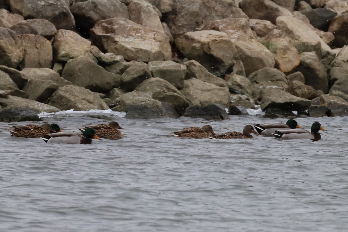 Крижень звичайний - ML646748369