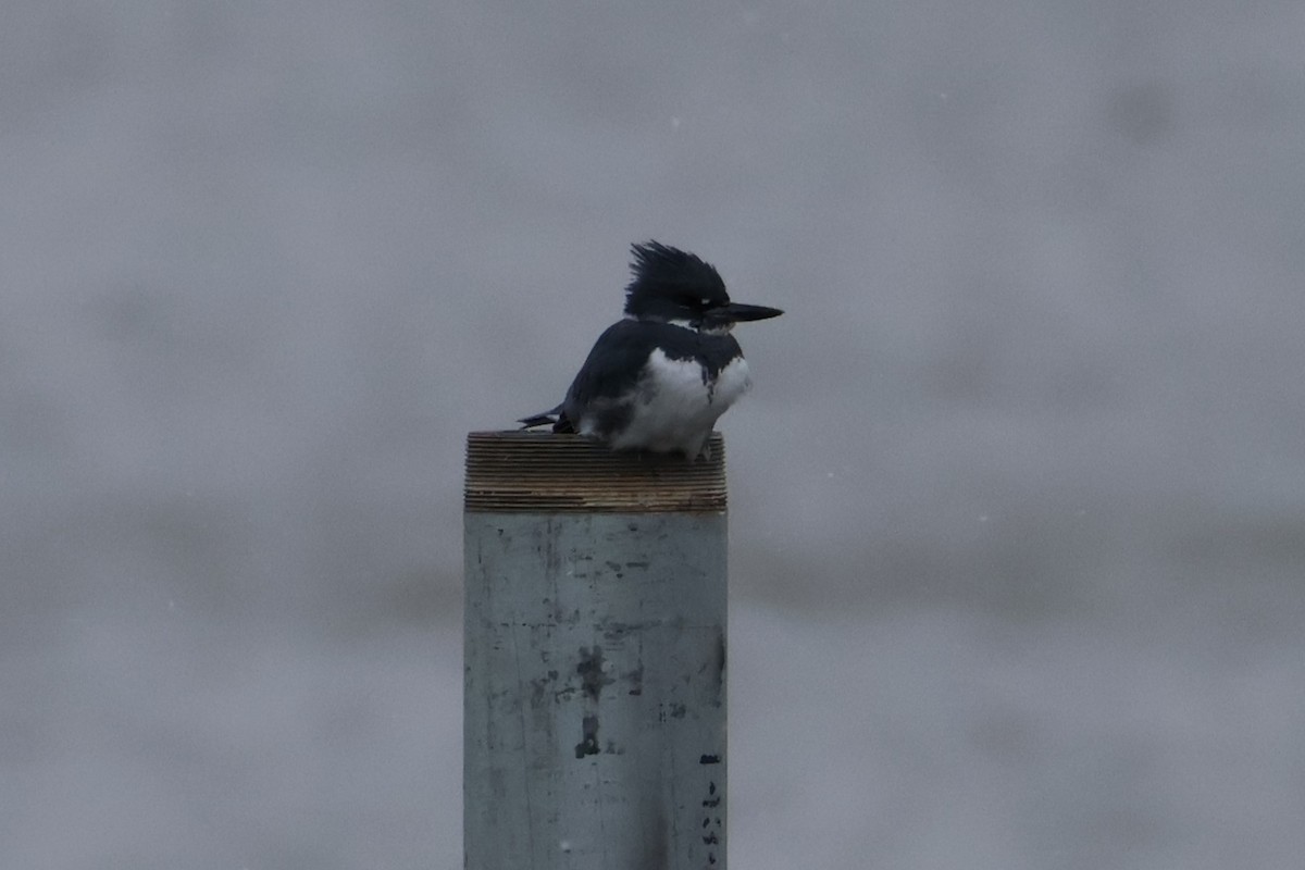Рибалочка-чубань північний - ML646748370