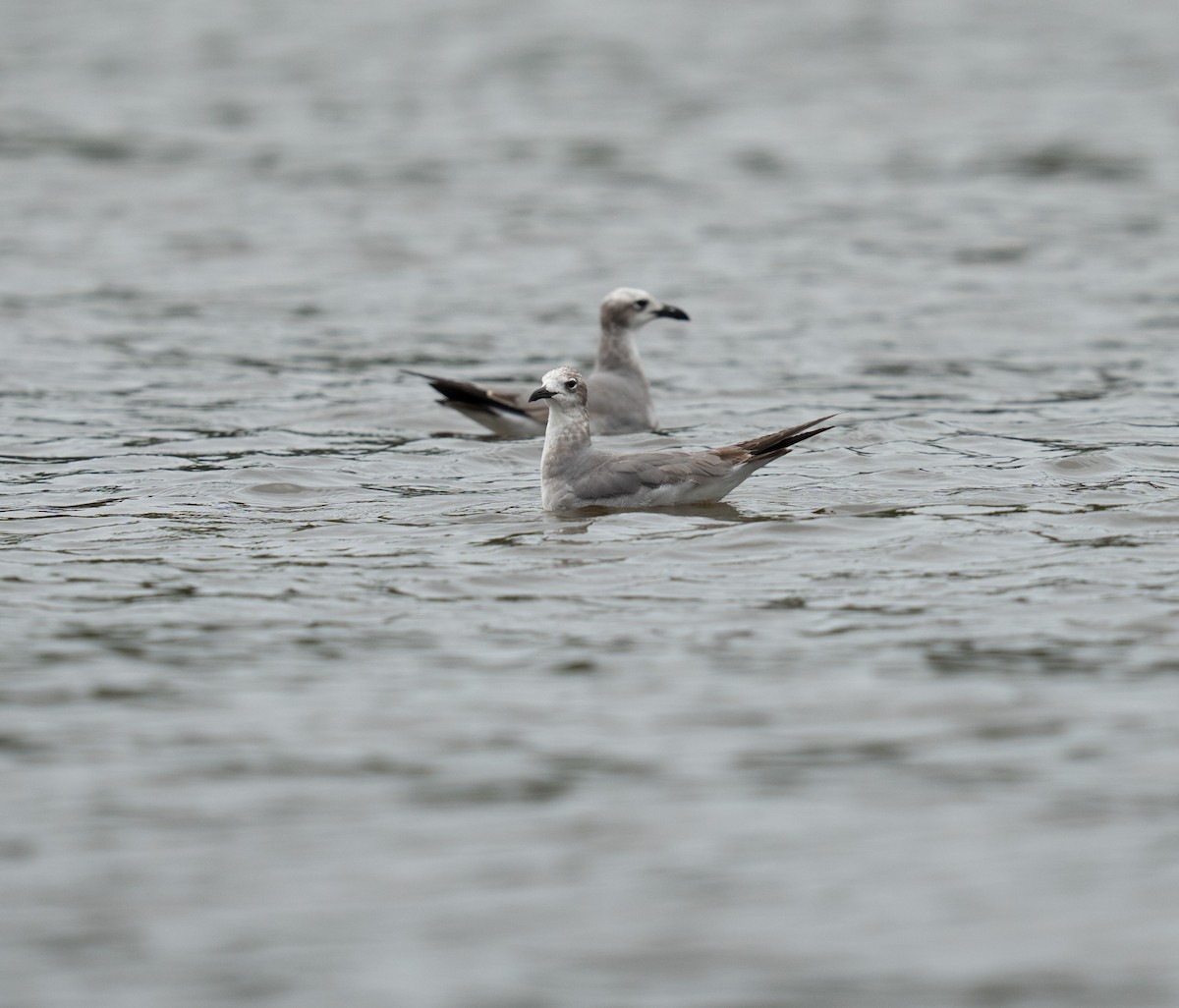 Laughing Gull - ML646748371