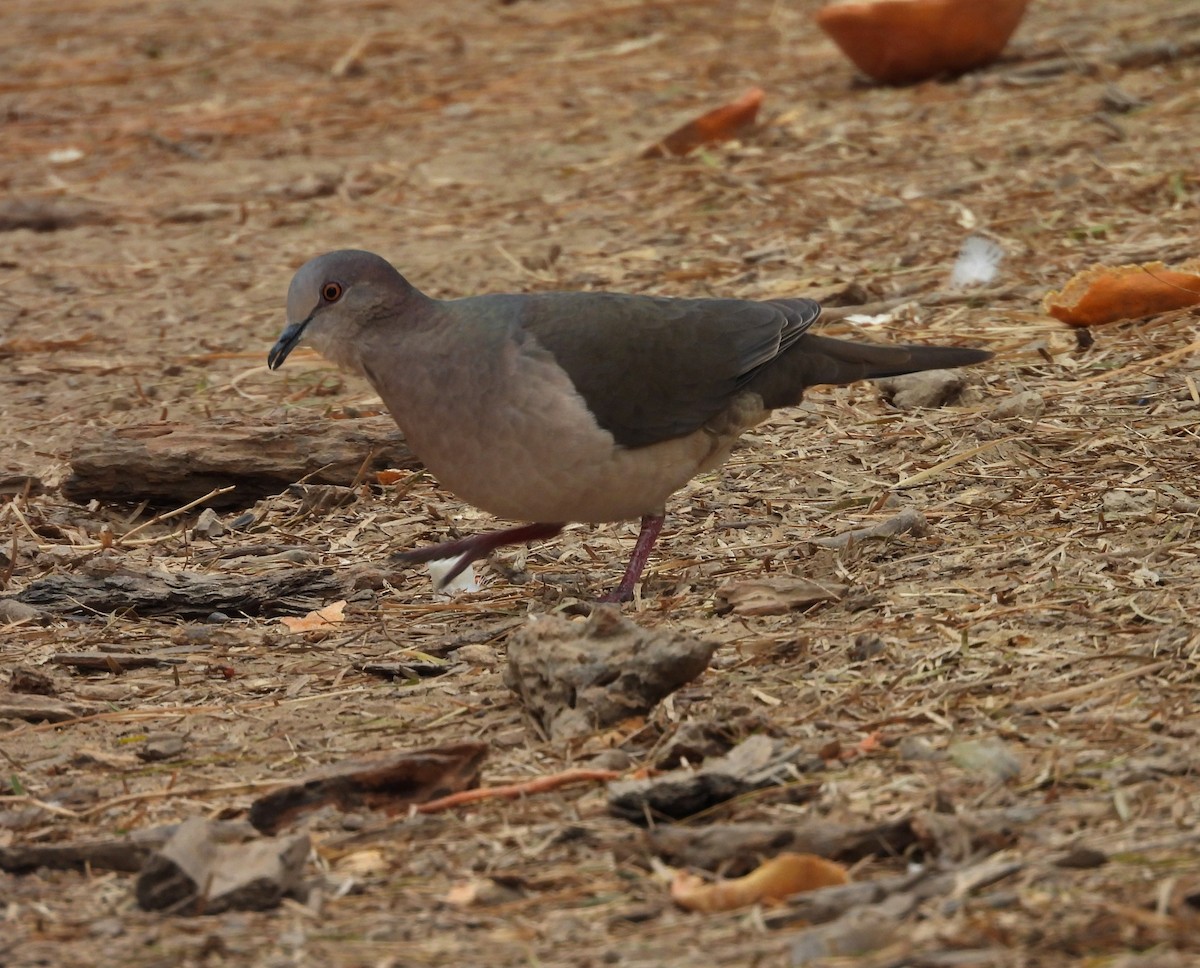 White-tipped Dove - ML646748372