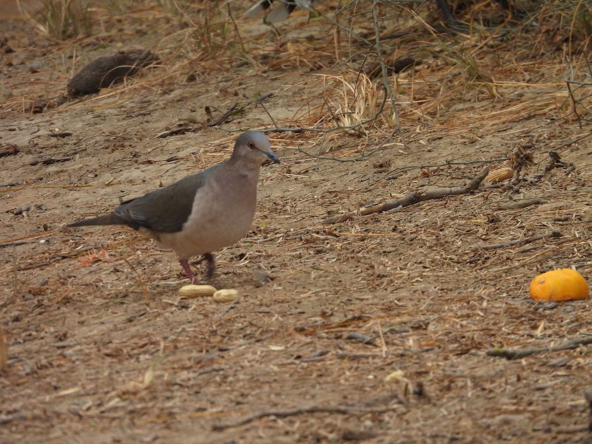 White-tipped Dove - ML646748373
