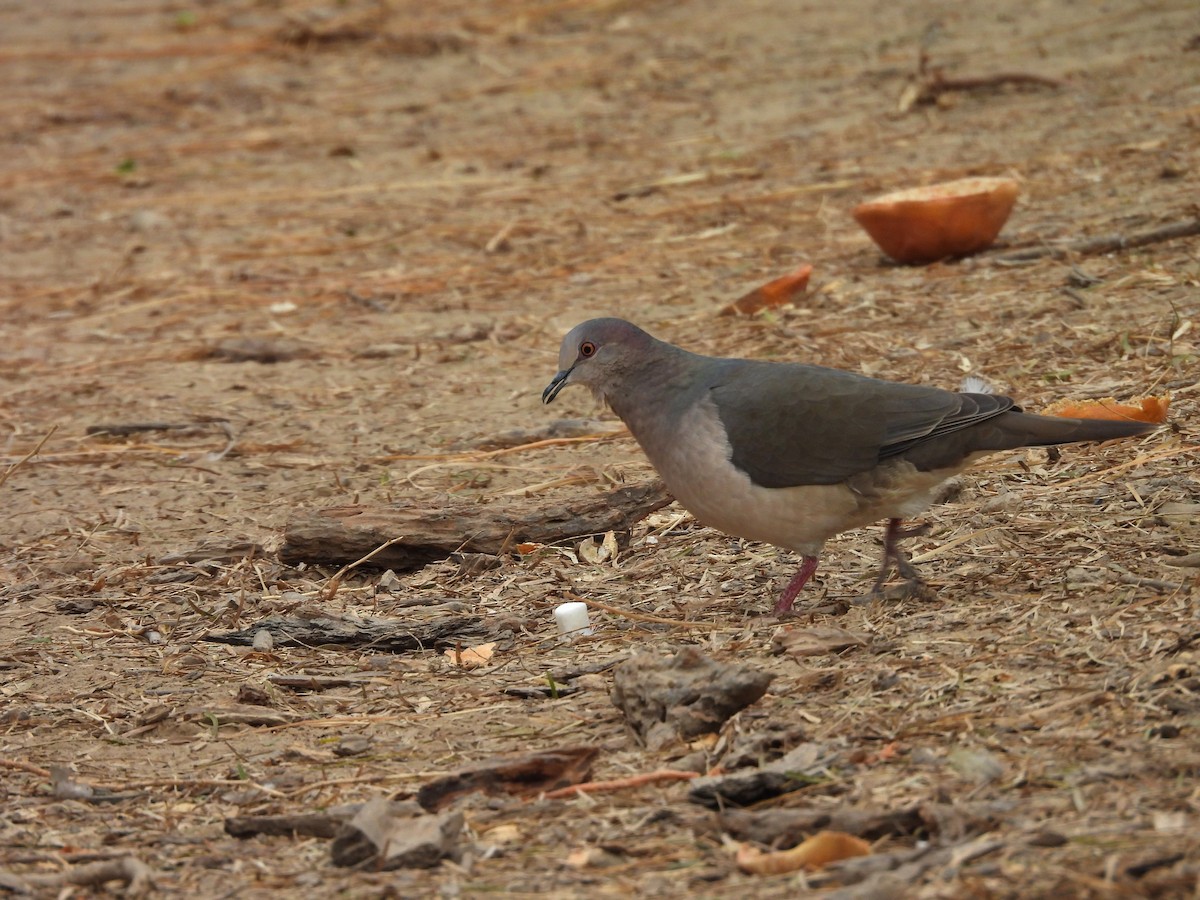 White-tipped Dove - ML646748374