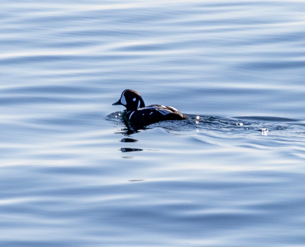 ברווז איסלנדי - ML646748375