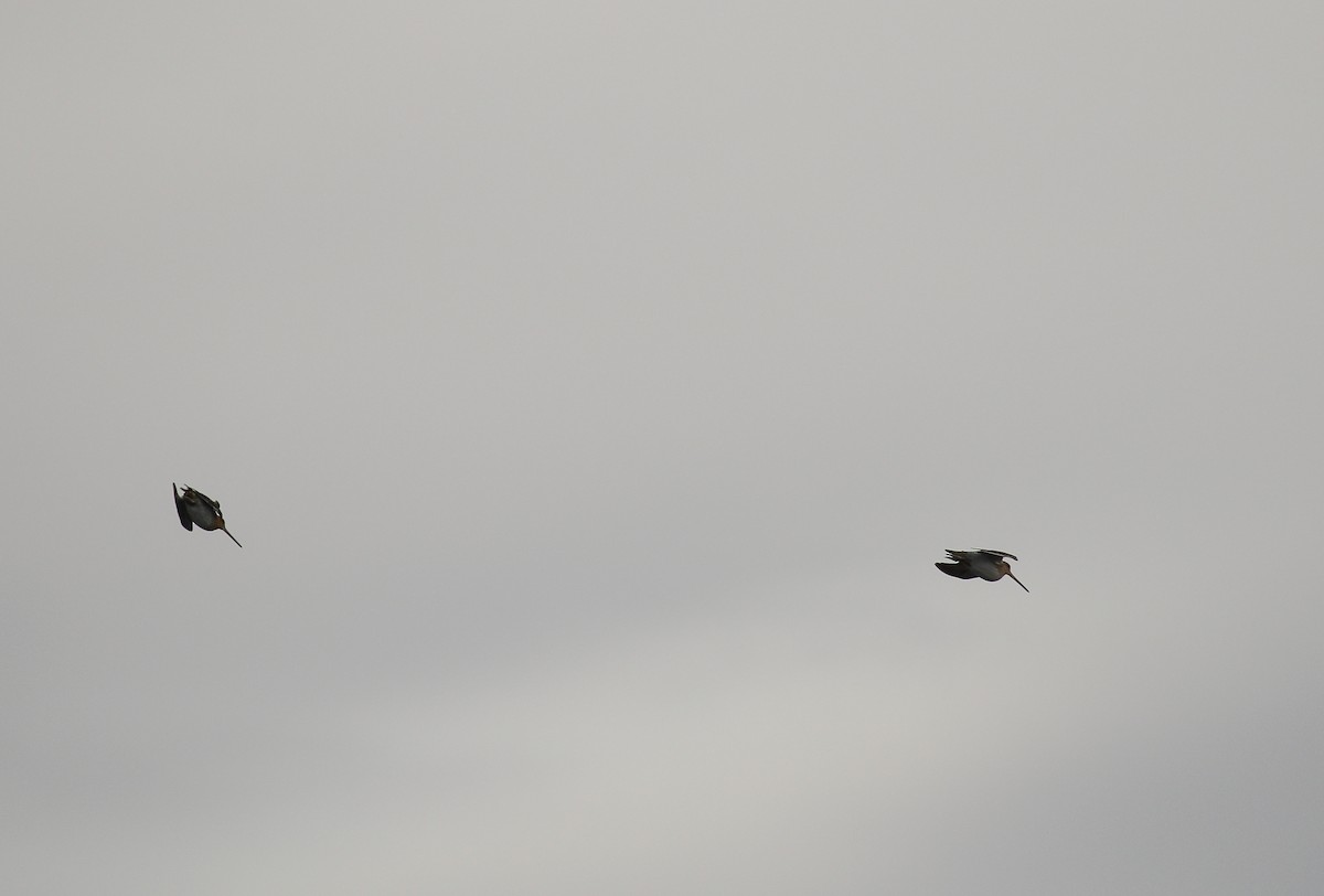 Agachadiza Común - ML646748376