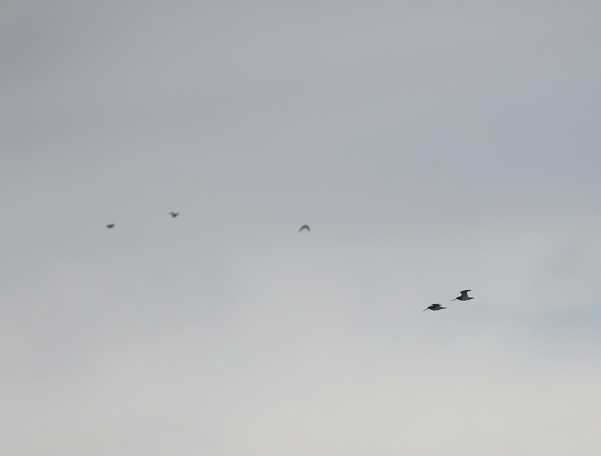 Agachadiza Común - ML646748377