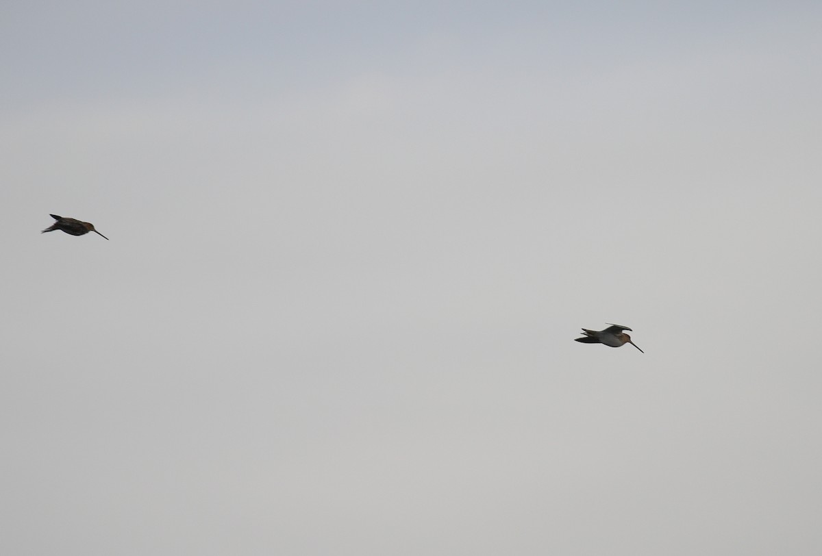 Agachadiza Común - ML646748378